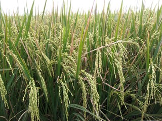 rice plants are still green looking down