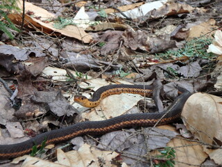 Common garter snake on bed of dead leaves