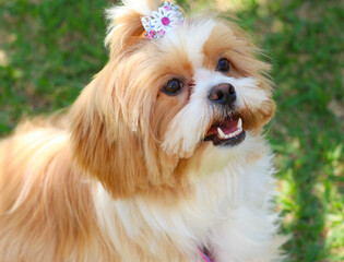 yorkshire terrier portrait