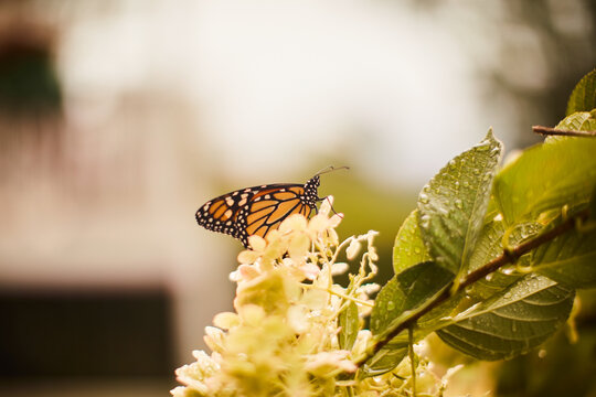 Monarch butterfly perched on flower