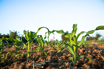 Corn fields from nature background. Zea mays