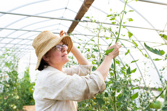 Mature female gardener looking at tomato plants in polytunnel