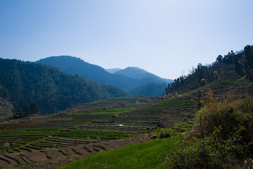 Fototapeta na wymiar Beautiful green step fields in center of a mountain valley