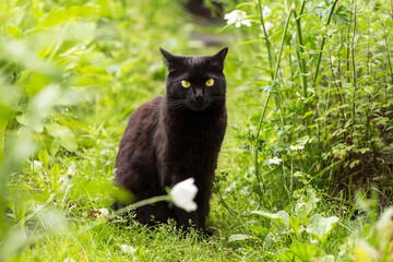 Naklejka na ściany i meble Black bombay cat with yellow eyes sit outdoors in nature in spring summer garden with plants and flowers