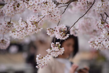 桜