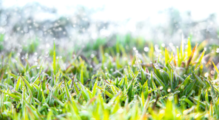 Soft focus Green grass with sunlight from a field nature background. Easter day backdrop.