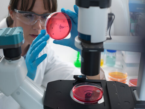 Female scientist examining cultures growing in petri dishes using inverted microscope in laboratory
