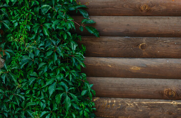a wooden fence overgrown with ivy. Beautiful background with copy space
