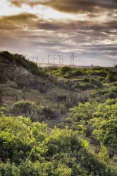 Lush foliage, wind turbines in background, Fortaleza, Ceara, Brazil