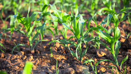 Corn fields from nature background. Zea mays