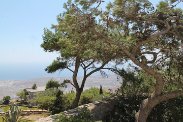Fototapeta na wymiar Unique tree up on the mountain with a view