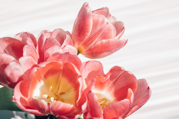 Beautiful brightly lit pink tulips on light background. Bouquet of spring flowers. Festive floral background for postcard