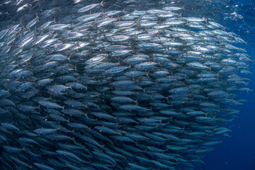 Mackerel baitballs underwater, Punta Baja, Baja California, Mexico