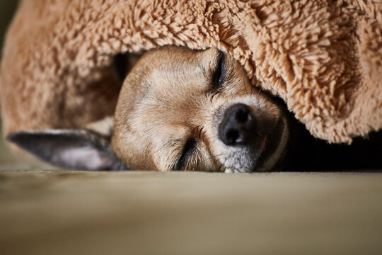 Chihuahua sleeping underneath blanket on couch