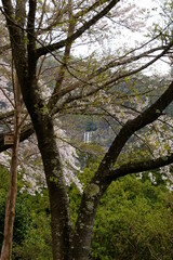 那智の滝