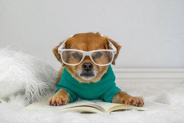 Cute dog wearing glasses reading book