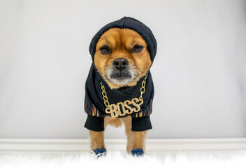 Cute dog wearing black hoodie and gold boss necklace