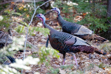 Wisconsin Wild turkey (meleagris gallopavo) in March