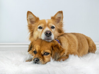 Two cute dogs laying down together