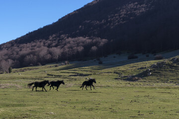 Horses galloping free in a green prairie and a mountain with trees in the background