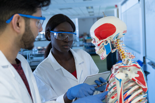 Young female and male scientists examining ribs of model skeleton in laboratory