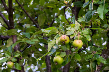 Half ripe apples on an apple tree. The apples are red and green.
