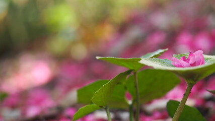 寒緋桜とツワブキ