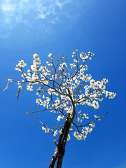 Ipê branco florido contra um céu azul