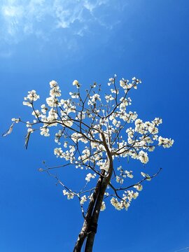 Ip&ecirc; branco florido contra um c&eacute;u azul