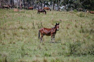 Obraz na płótnie Canvas A mula é um mamífero híbrido originário do cruzamento do asno macho com a égua. O indivíduo resultante do cruzamento inverso, isto é, de um cavalo com um asno fêmea, é chamado de bardoto.