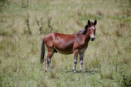 A mula &eacute; um mam&iacute;fero h&iacute;brido origin&aacute;rio do cruzamento do asno macho com a &eacute;gua. O indiv&iacute;duo resultante do cruzamento inverso, isto &eacute;, de um cavalo com um asno f&ecirc;mea, &eacute; chamado de bardoto.