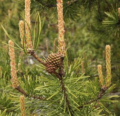 Fototapeta premium Lodgepole Pine (Pinus contorta) cone on a tree in Beartooth Mountains, Montana