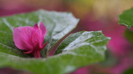 寒緋桜