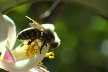 abeja buscando polen o polinizando flor de limon o limonero, fondo bokeh soñador brillo glow