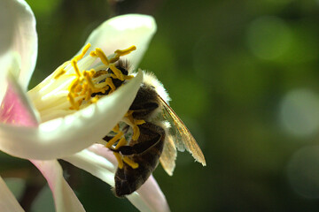 abeja buscando polen o polinizando flor de limon o limonero, fondo bokeh soñador brillo glow