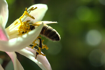 abeja buscando polen o polinizando flor de limon o limonero, fondo bokeh soñador brillo glow