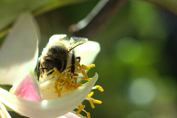 abeja buscando polen o polinizando flor de limon o limonero, fondo bokeh soñador brillo glow