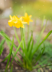 yellow spring flowers daffodils 