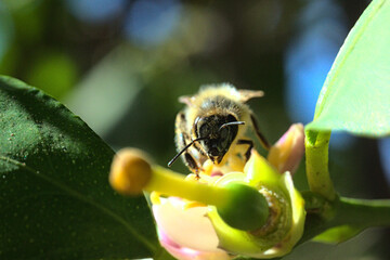 abeja buscando polen o polinizando flor de limon o limonero, fondo bokeh soñador brillo glow