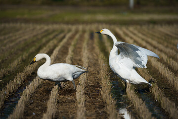 田んぼのコハクチョウ