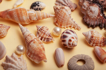 a lot of different empty sea shells on yellow background, macro details