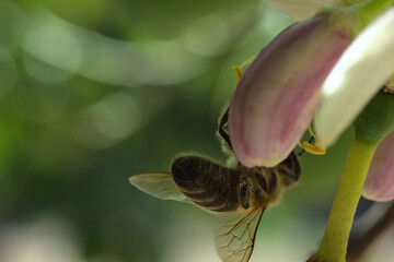 abeja buscando polen o polinizando flor de limon o limonero, fondo bokeh soñador brillo glow