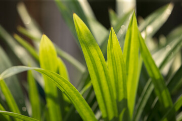Close up of Pandan leaves background