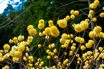 国見のミツマタ