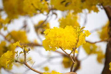 yellow leaves on a tree