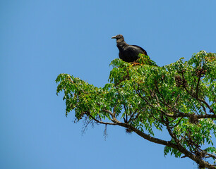 Beautiful clean image of a black vulture sitting high up at the top of a green tree branch. High resolution image of a brazilian black vulture on a branch with blue sky as background. space for text