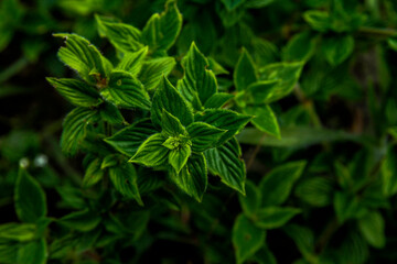 Fototapeta na wymiar Beautiful green plant in the garden