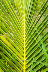 Abstract green plant leaf of coconut tree