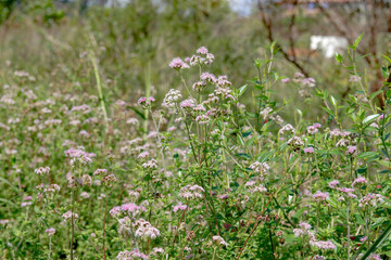 Fototapeta premium Garden of beautiful pink plants