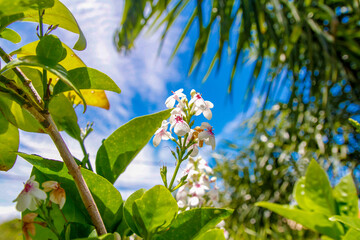 Plant white and pink blue sky